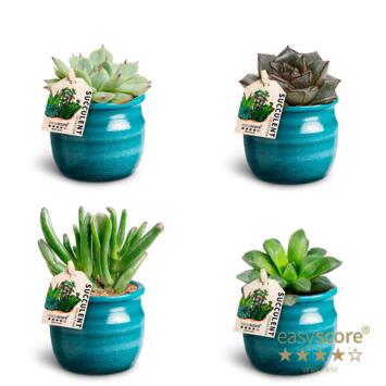 image SUCCULENTE CERAM