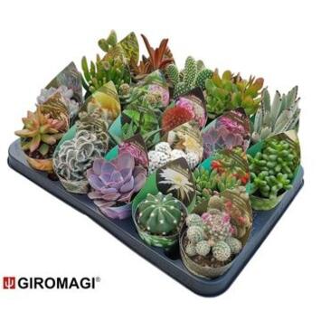 image CACTUS SUCCULENTE VARIE