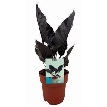 image ALOCASIA ANTORO VELVET