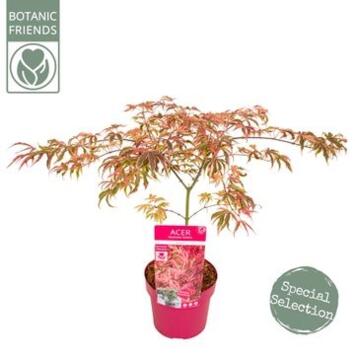 image ACER PALMATUM SHIRAZZ