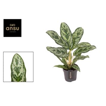 image AGLAONEMA LAUREL GREEN