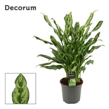 image AGLAONEMA MISS JULLIETTE