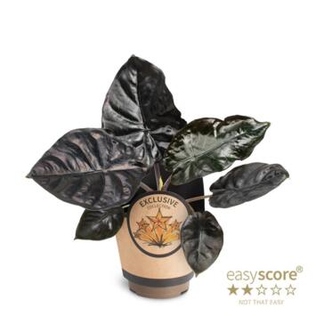 image ALOCASIA BLACK MAGIC