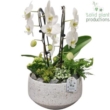 image COMPO 5 PLANTES CERAM