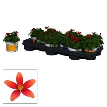 image BIDENS RED YELLOW