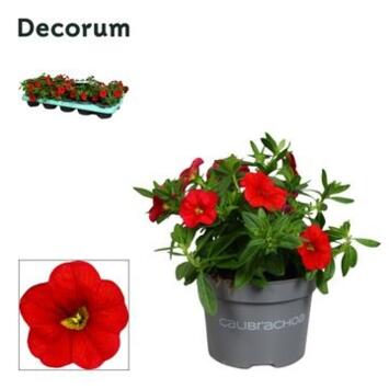 image CALIBRACHOA ROUGE