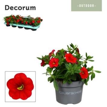 image CALIBRACHOA ROUGE