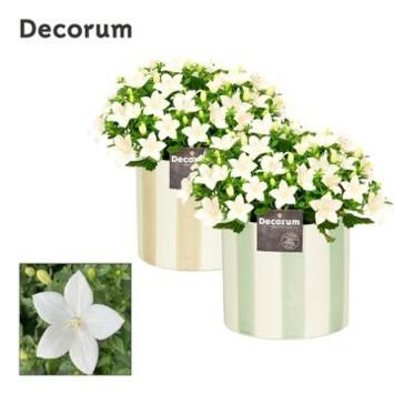 image CAMPANULE ISOPHYLLA ATLANTA CERAM