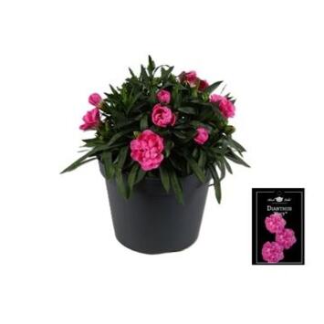 image DIANTHUS MACY