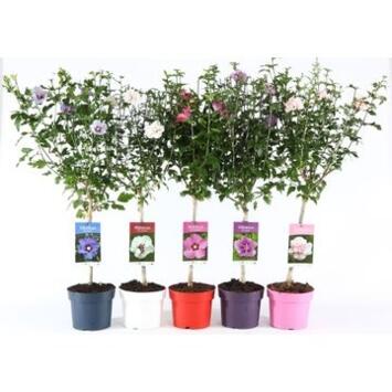 image HIBISCUS SYRIACUS TIGE