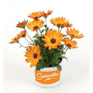 image OSTEOSPERMUM ORANGE