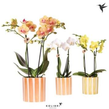 image PHALAENOPSIS 2BR VARIE CERAM