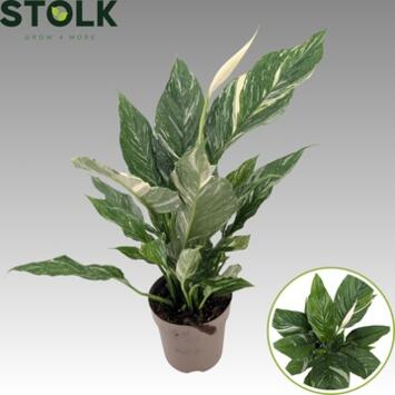 image SPATHIPHYLLUM DIAMOND