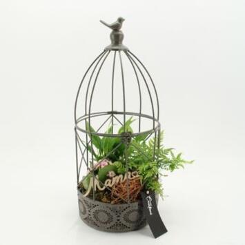 image COMPO 3 PLANTES CAGE METAL