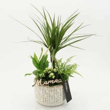 image COMPO 4 PLANTES CERAM