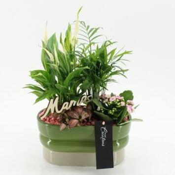 image COMPO 4 PLANTES CERAM