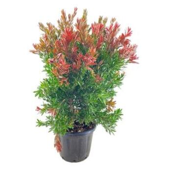 image CALLISTEMON