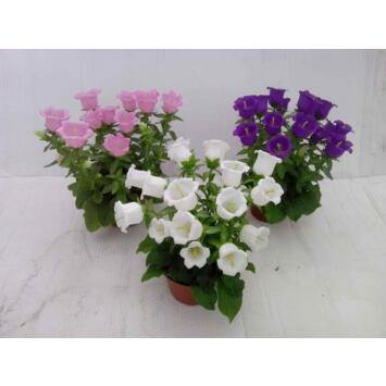 image CAMPANULE SPRING BELL