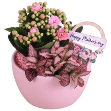 image COMPO 2 PLANTES CERAM