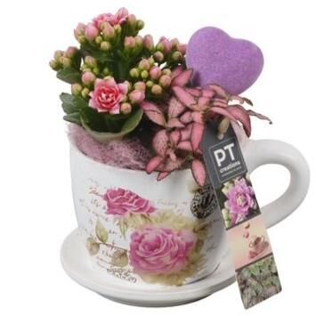 image COMPO 2 PLANTES TASSE CERAM