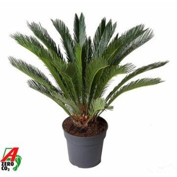 image CYCAS REVOLUTA