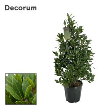 image LAURUS NOBILIS PYRAM