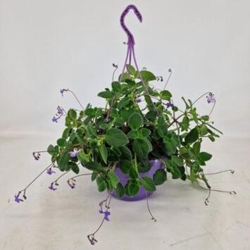 image STREPTOCARPUS SAXORUM SUSP