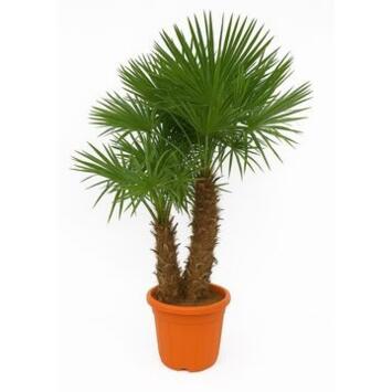 image TRACHYCARPUS FORTUNEI