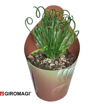 image ALBUCA FRIZZLE SIZZLE