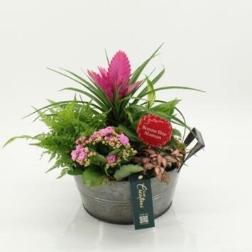 image COMPO 5 PLANTES ZINC