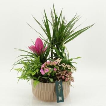 image COMPO 6 PLANTES CERAM