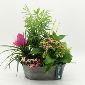 image COMPO 5 PLANTES ZINC