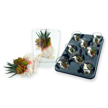 image COMPO SUCCULENTE COQUILLAGE VERRE