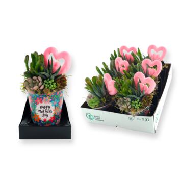 image COMPO SUCCULENTES X5 ZINC