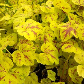 image HEUCHERELLA SOLAR POWER