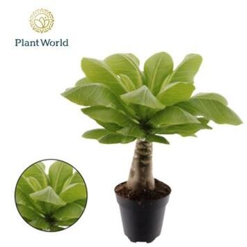 image BRIGHAMIA HAWAIIAN PALM