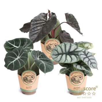 image ALOCASIA VARIE