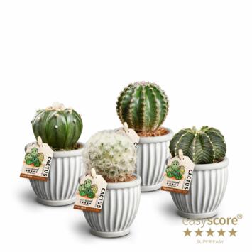 image CACTUS CERAM