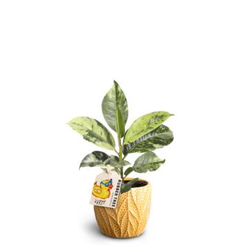 image FICUS ELASTICA CERAM