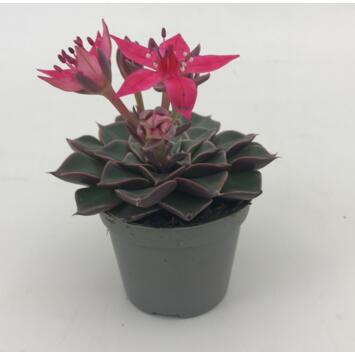 image GRAPTOPETALUM BELLUM