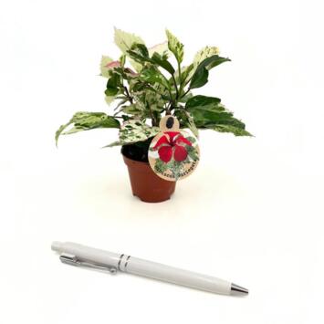 image HIBISCUS ROUGE PANACHE