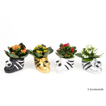 image KALANCHOE CERAM FOOT