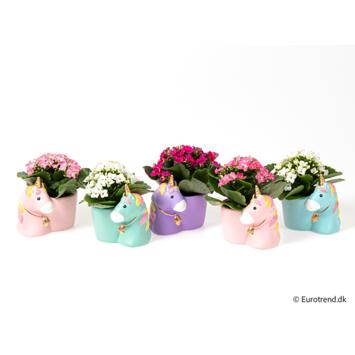 image KALANCHOE CERAM LICORNE