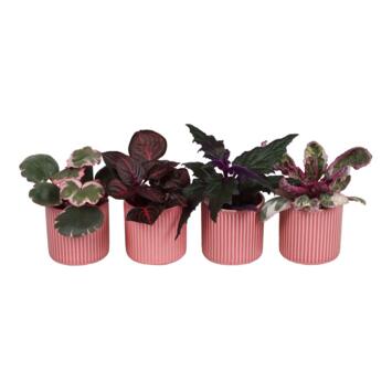 image PLANTES VERTES VARIEES CERAM