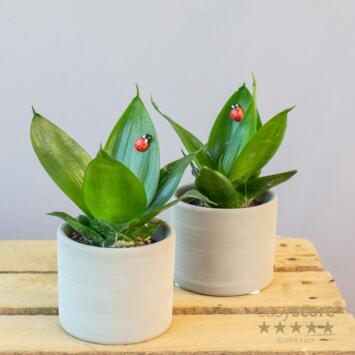 image SANSEVIERIA CERAM DECO COCCINELLE