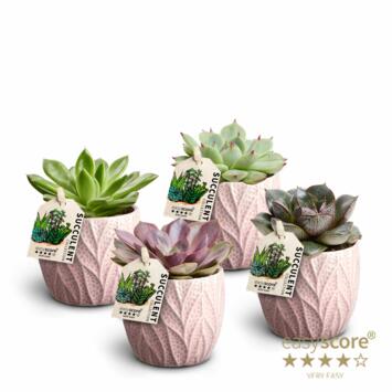 image ECHEVERIA CERAM
