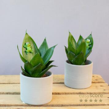image SANSEVIERIA CERAM DECO GRENOUILLE