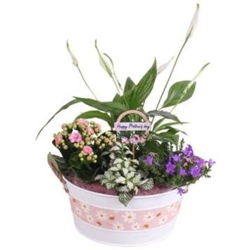 image COMPO 4 PLANTES ZINC