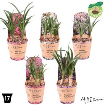 image NERINE BOWDENII