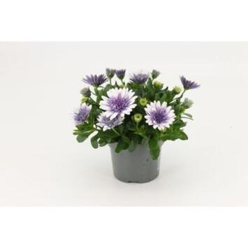 image OSTEOSPERMUM SERENITY PINK MAGIC